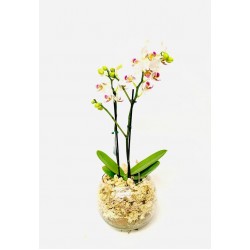  Orquídea Mini Phalaenopsis no Vaso de Vidro 9