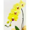  Orquídea Phalaenopsis 6 