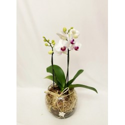  Orquídea Mini Phalaenopsis no Vaso de Vidro 3
