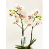  Orquídea Mini Phalaenopsis no Vaso de Ceramica 5