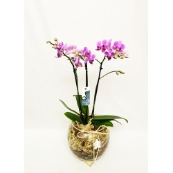  Orquídea Mini Phalaenopsis no Vaso de Vidro 8