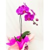  Orquídea Phalaenopsis 1 