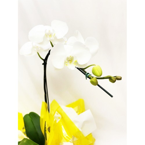  Orquídea Phalaenopsis 12 