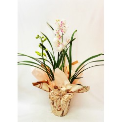  Orquídea Cimbidium 1