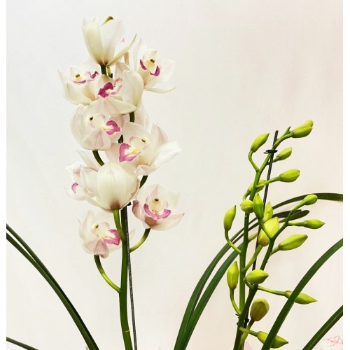  Orquídea Cimbidium 3 