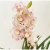  Orquídea Cimbidium 4
