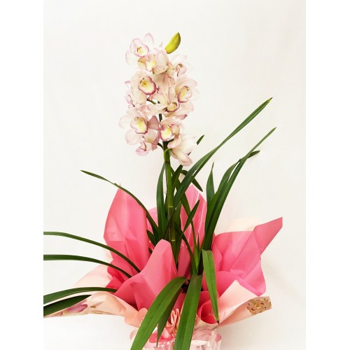  Orquídea Cimbidium 4