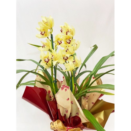  Orquídea Cimbidium 5