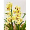  Orquídea Cimbidium 5