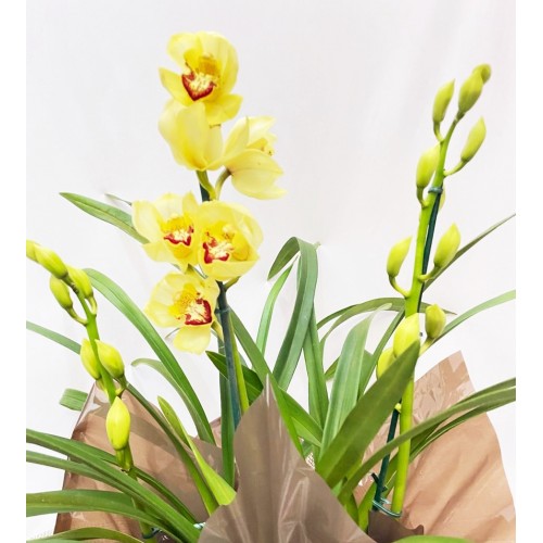  Orquídea Cimbidium 7