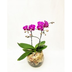  Orquídea Mini Phalaenopsis no Vaso de Vidro 1