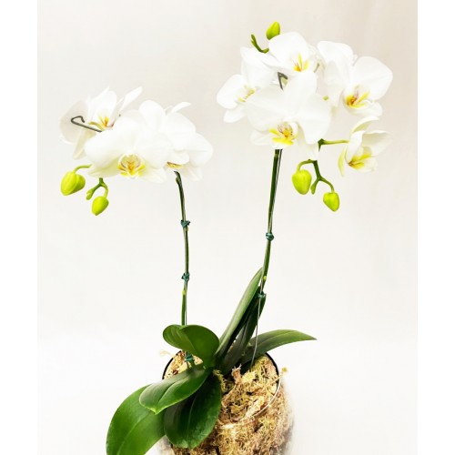  Orquídea Mini Phalaenopsis no Vaso de Vidro 2