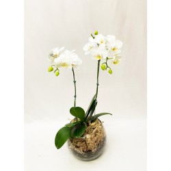 Orquídea Mini Phalaenopsis no Vaso de Vidro 2