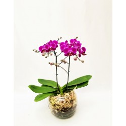  Orquídea Mini Phalaenopsis no Vaso de Vidro 3
