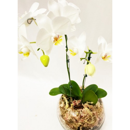  Orquídea Mini Phalaenopsis  no Vaso de Vidro 4