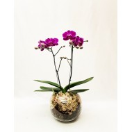  Orquídea Mini Phalaenopsis no Vaso de Vidro 5