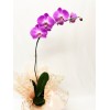  Orquídea Phalaenopsis 2 