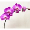  Orquídea Phalaenopsis 2 