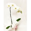  Orquídea Phalaenopsis 3 