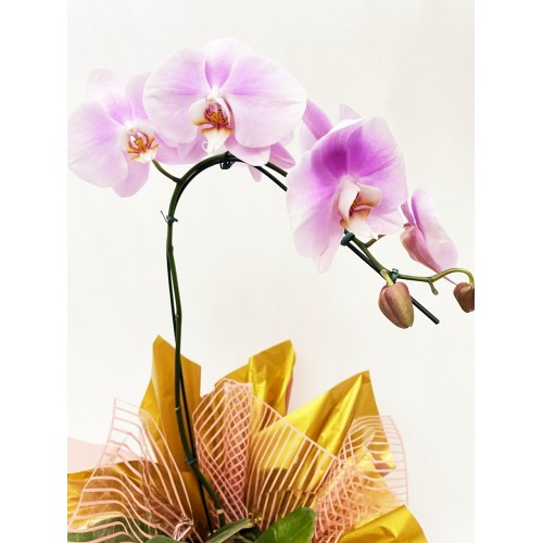  Orquídea Phalaenopsis 4 