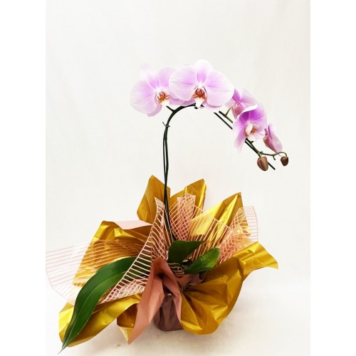  Orquídea Phalaenopsis 4 