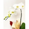  Orquídea Phalaenopsis 7 