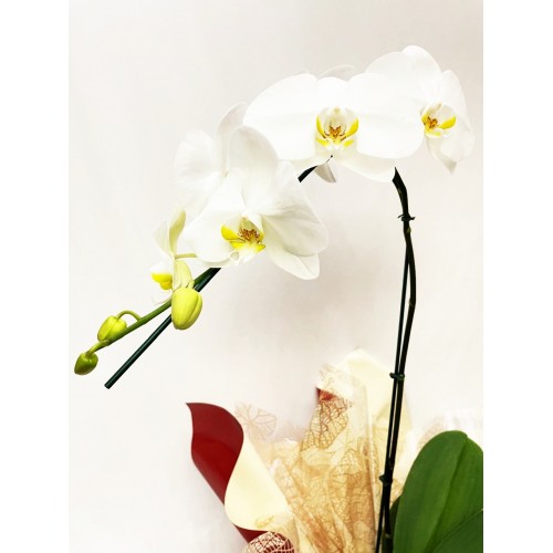 Orquídea Phalaenopsis 7 
