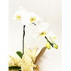  Orquídea Phalaenopsis 9 