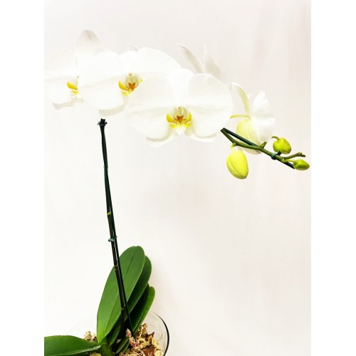 Orquídea Phalaenopsis no vaso de vidro 22