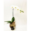  Orquídea Phalaenopsis no vaso de vidro 22