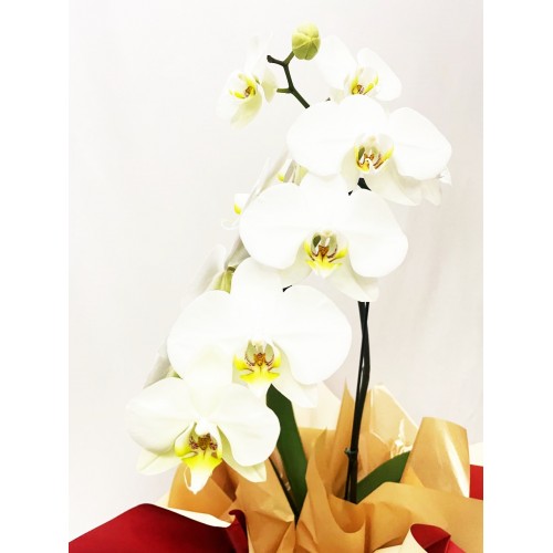  Orquídea Phalaenopsis 1 