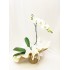  Orquídea Phalaenopsis 8 