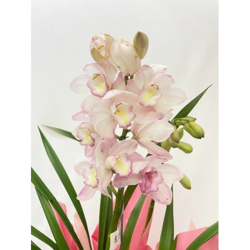  Orquídea Cimbidium 7