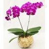  Orquídea Mini Phalaenopsis no Vaso de Vidro 6