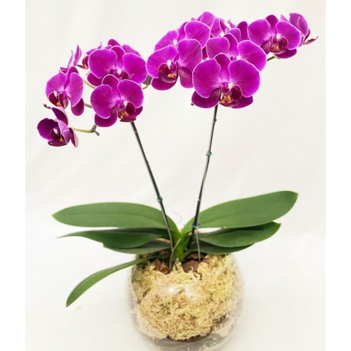  Orquídea Mini Phalaenopsis no Vaso de Vidro 6