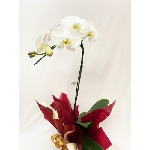  Orquídea Phalaenopsis 3 