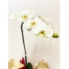  Orquídea Phalaenopsis 8 